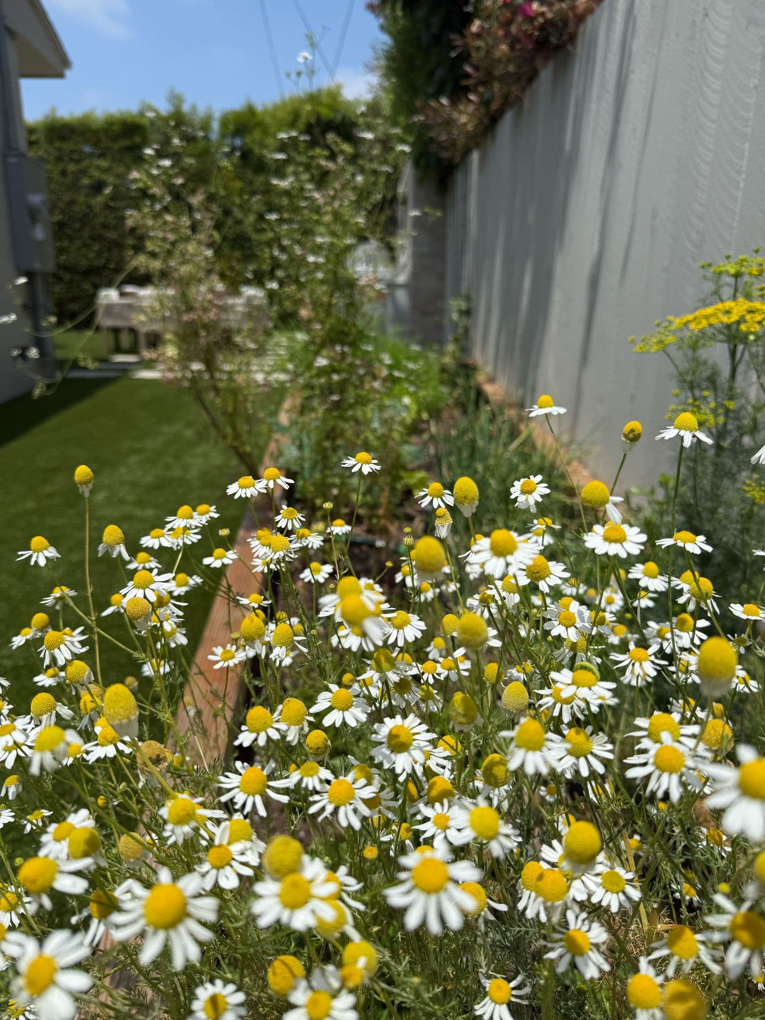 proj backyard remodel in culver city gallery 10