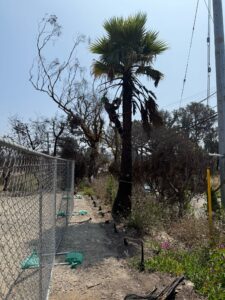 Protecting Pacific Palisades